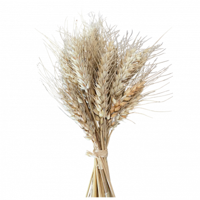 Branches de blé réunies en un bouquet touffu. Couleur claire dans les tons de beige