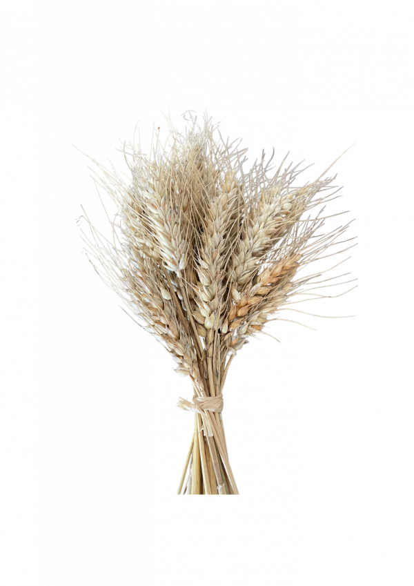 Branches de blé réunies en un bouquet touffu. Couleur claire dans les tons de beige